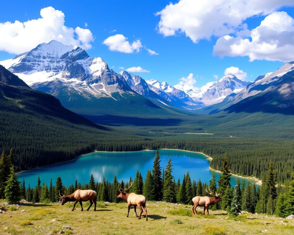 Natur und Parks in Jasper, Alberta