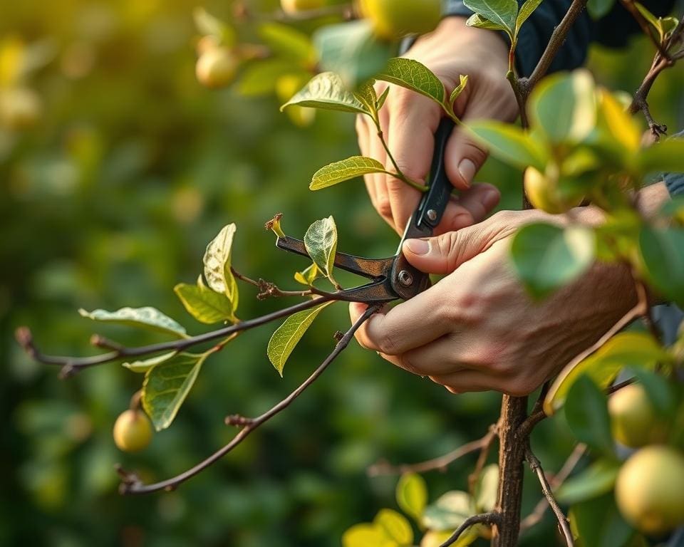 Schnitttechniken Obstspalierbaum schneiden
