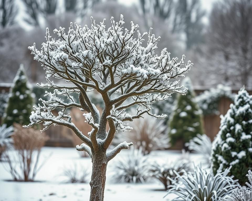 Winterharter Spalierbaum