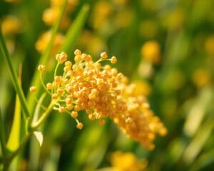 Wie gesund ist Quinoa