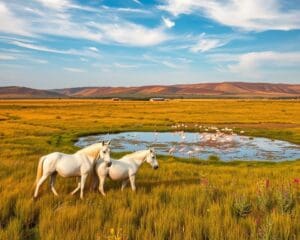 Camargue